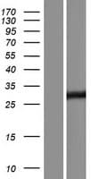 Human RESP18 Protein (Over-Expression Lysate Myc-DDK (Flag))
