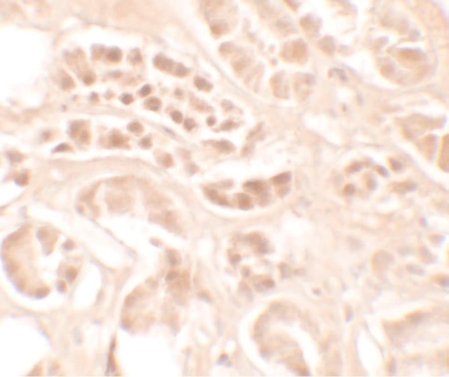 Polyclonal Rabbit anti-Human KLK4 / Kallikrein 4 Antibody (IHC, IF, WB)
