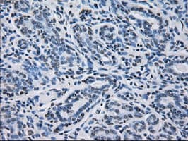 Monoclonal Mouse anti-Human PRDX4 / Peroxiredoxin 4 Antibody (clone OTI9A3, IHC, IF, WB)