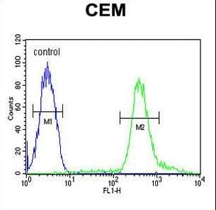 IHC-plus™ TSHZ2 Antibody (aa232-261)