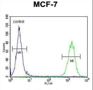 CTDSPL2 Antibody (aa52-80)
