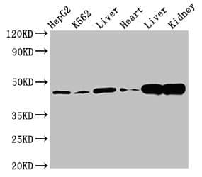 Polyclonal Rabbit anti-Human ANPEP / CD13 Antibody (IHC, IF, WB)