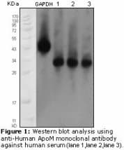 Monoclonal Mouse anti-Human APOM / Apolipoprotein M Antibody (clone 8F12C6B8, IF, WB)