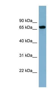 SNX18 Antibody (aa107-156)