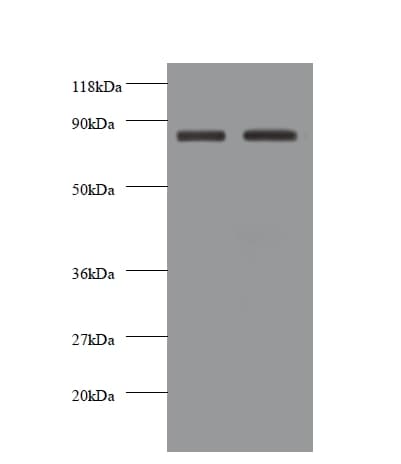 CDH12 / Cadherin 12 Antibody (HRP)