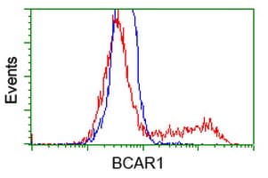 BCAR1 / p130Cas Antibody (clone OTI3A11)