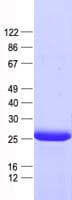 Human BMF Protein (Recombinant His, N-Terminal)