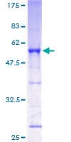 Human NEUROD4 Protein (Recombinant GST)