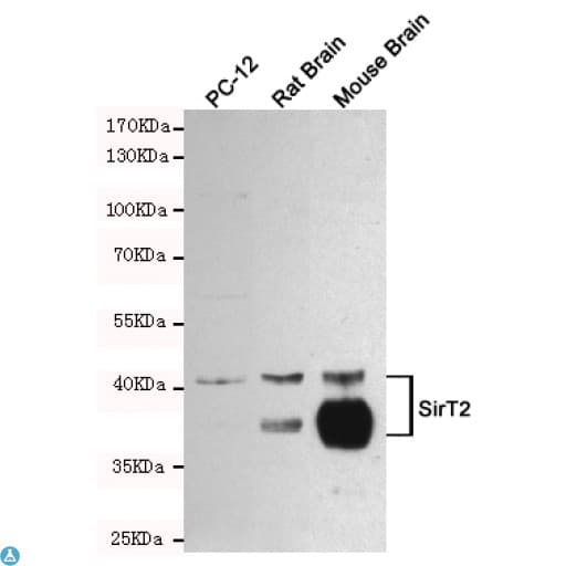 SIRT2 / Sirtuin 2 Antibody