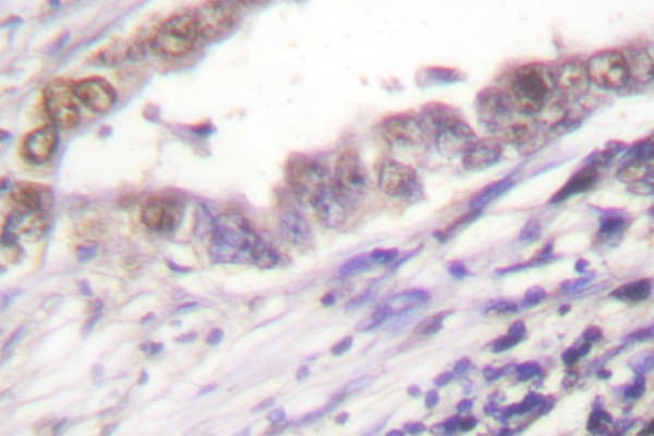 Cyclin A Antibody (Trp250)