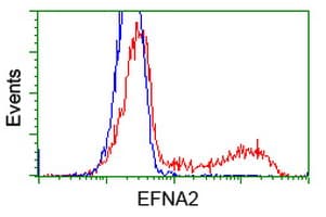 EFNA2 / Ephrin A2 Antibody (clone OTI1C9)