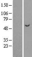 APBB3 Protein (Over-Expression Lysate Myc-DDK (Flag))