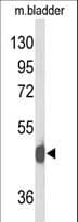 NPY2R Antibody (aa19-45)