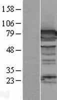 Dipeptidyl Peptidase 3 / DPP3 Protein (Over-Expression Lysate Myc-DDK (Flag))