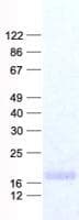 Human RPL27 / Ribosomal Protein L27 (Recombinant His, N-Terminal)