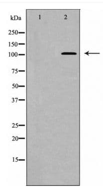 PPP1R12A / MYPT1 Antibody (phospho-Thr853)