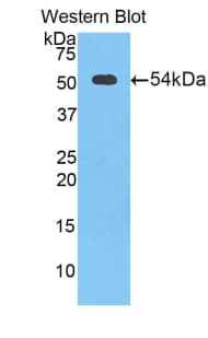 FUS / TLS Antibody (aa3-267, APC)
