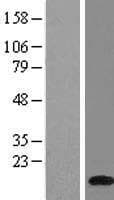 ATP6V1G1 / ATP6J Protein (Over-Expression Lysate Myc-DDK (Flag))