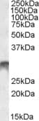 IHC-plus™ DLX5 Antibody (aa107-120)
