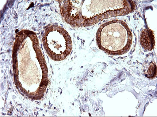 HAUS7 Antibody (clone OTI1E8)