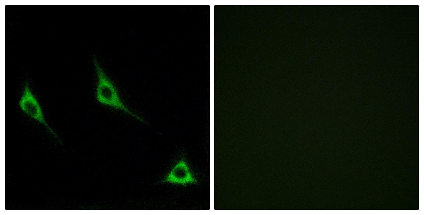 Polyclonal Rabbit anti-Human OR51A7 Antibody (IF, WB)