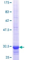 Human SLC22A8 / OAT3 Protein (Recombinant GST, N-terminus)
