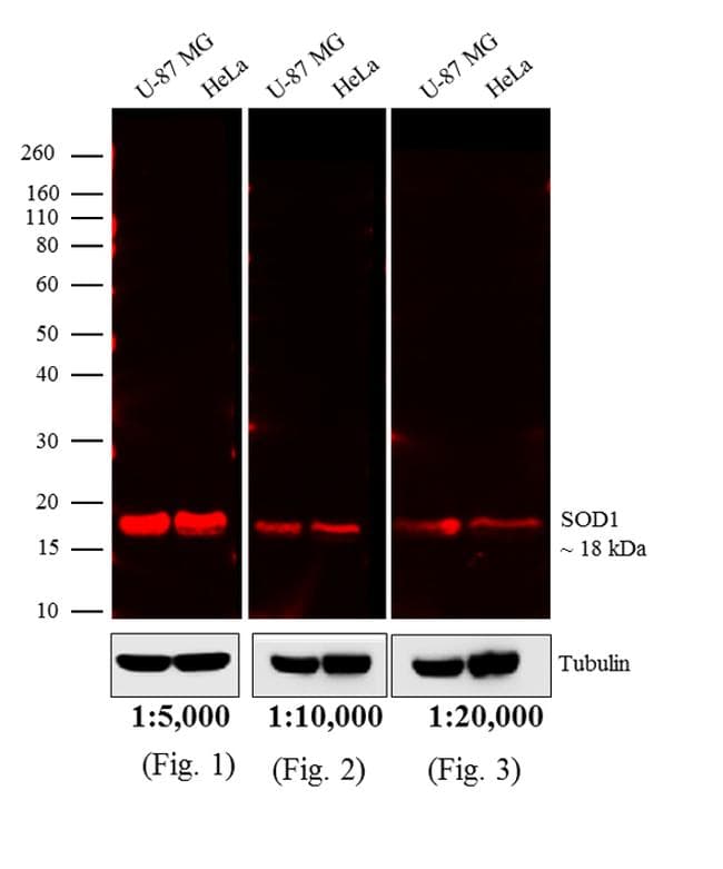 Goat Anti-Mouse IgG Secondary Antibody (DY680)