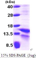 Human HIF1A / HIF1 Alpha Protein (Recombinant His)