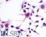PathPlus™ GPR1 Antibody (C-Terminus)