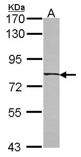 IHC-plus™ CCDC170 / C6orf97 Antibody (aa442-715)