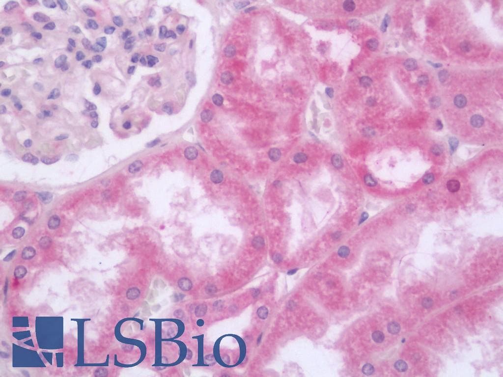 IHC-plus™ STARD7 Antibody