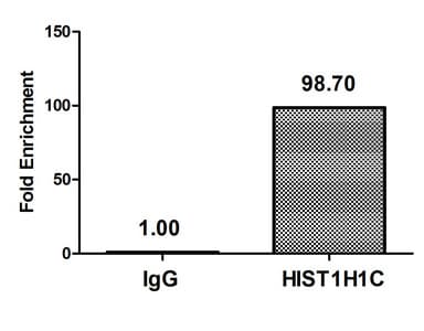 HIST1H1C Antibody