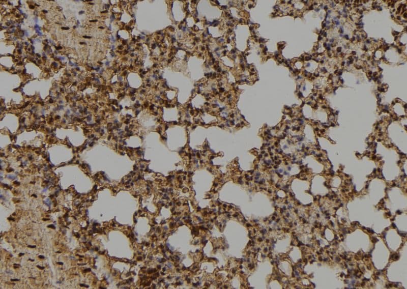 Polyclonal Rabbit anti-Human ID / ID1 Antibody (IHC, IF, WB)