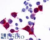 IHC-plus™ GPR137B Antibody (C-Terminus)