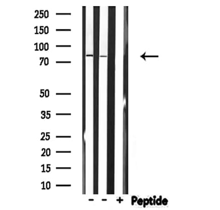 MARK1 / MARK Antibody