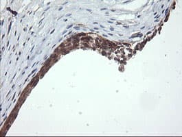 OTUB1 / OTU1 Antibody (clone OTI2H1, Carrier-free)