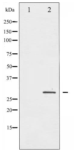 Polyclonal Rabbit anti-Human HSPB1 / HSP27 Antibody (phospho-Ser82, WB)