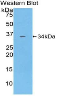 CNTNAP1 / CASPR / p190 Antibody (aa926-1190, FITC)