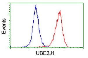 UBE2J1 Antibody (clone OTI3D1)