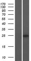 NPW Protein (Over-Expression Lysate Myc-DDK (Flag))