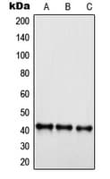 S1PR4 / SIP4 / EDG6 Antibody (C-Terminus)