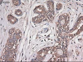 Monoclonal Mouse anti-Human CPA1 / Carboxypeptidase A Antibody (clone OTI2A3, IHC, IF, WB)