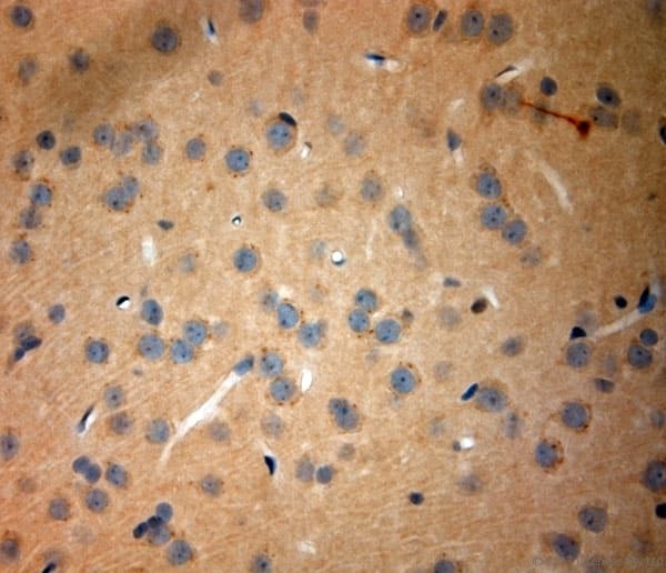 TAAR1 / TA1 Antibody (aa200-250)