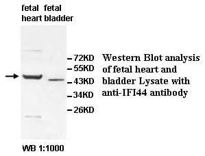 IFI44 Antibody (aa182-435)