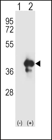 APEX1 / APE1 Antibody (aa30-64)