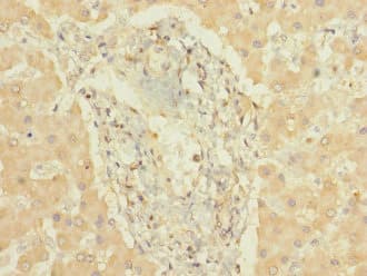 CYP3A7 Antibody