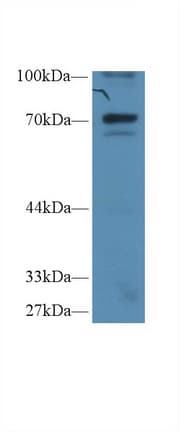 NFKBIZ / IKBZ Antibody (aa422-651, APC, Cy7)