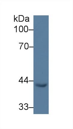 EGR3 Antibody (aa98-363)