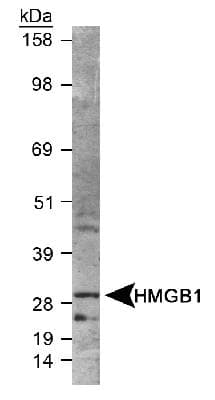 HMG1 / HMGB1 Antibody (Internal, Biotin)