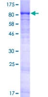 Human LMLN Protein (Recombinant GST)